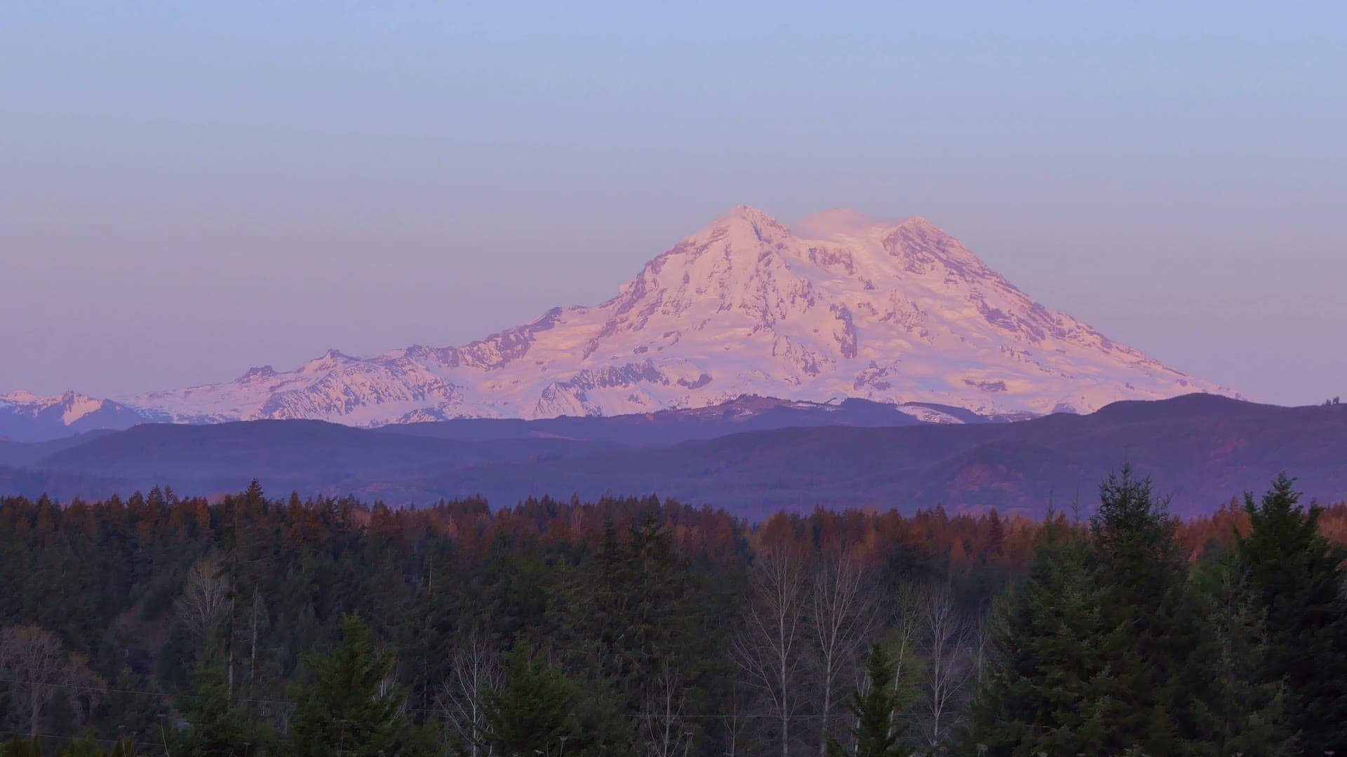 Mount Rainier in pink alpenglow at sunset, above a dark evergreen forest
